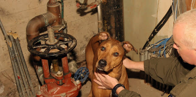 11:15: Animal Cops Miami (S16 E4) (S16) | Animal Planet | 11/28 2025