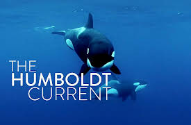 The Humboldt Current: Arrival