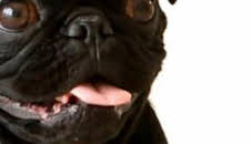 ¿Cómo lo hacen? Mundo animal: Cachorros inteligentes y baños de peces