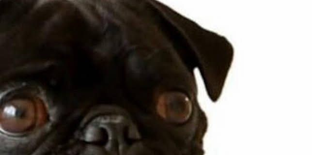 06:46: ¿Cómo lo hacen? Mundo animal: Cachorros inteligentes y baños de peces | Discovery Max | 3/15 2026