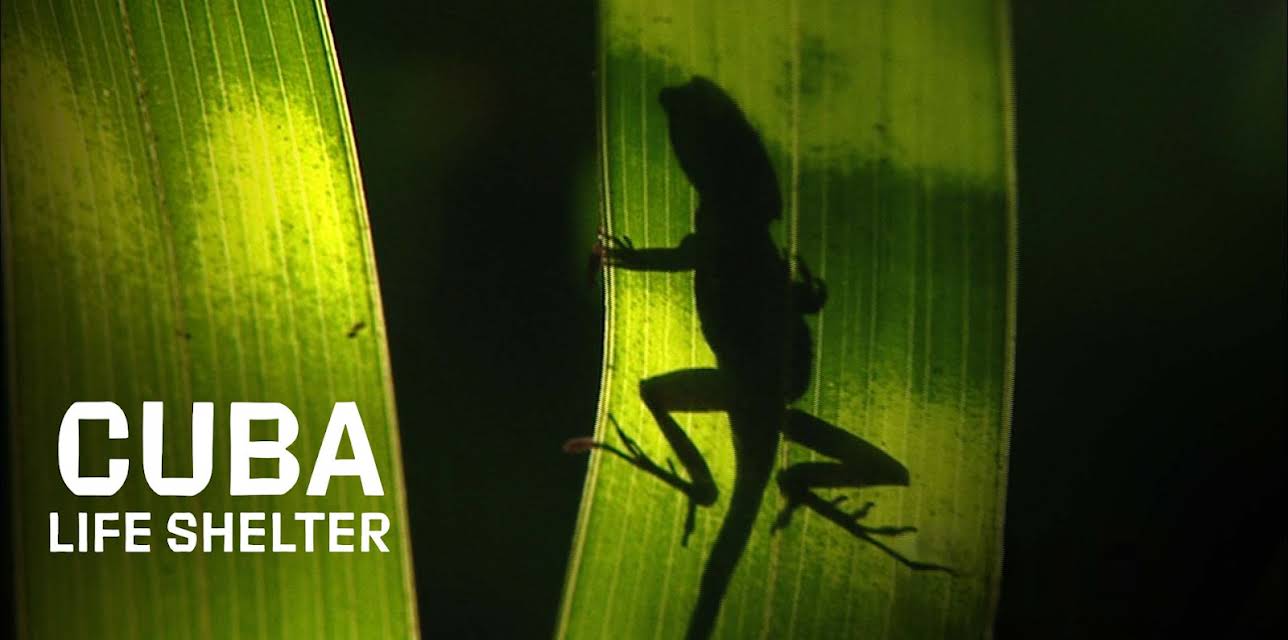 Cuba: Life Shelter (2013)