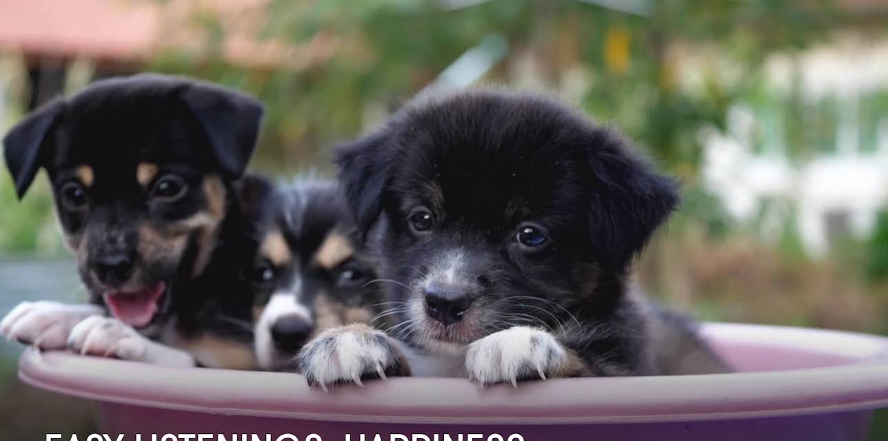 Easy Listenings: Happiness (2023)