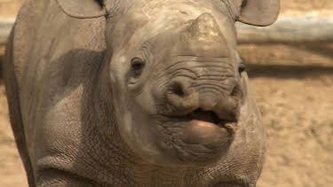 17:05: Panda, Gorilla & Co. (117) | RBB Fernsehen | 4/23 2026