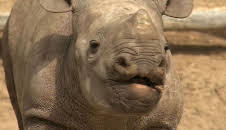 Panda, Gorilla & Co. (117)