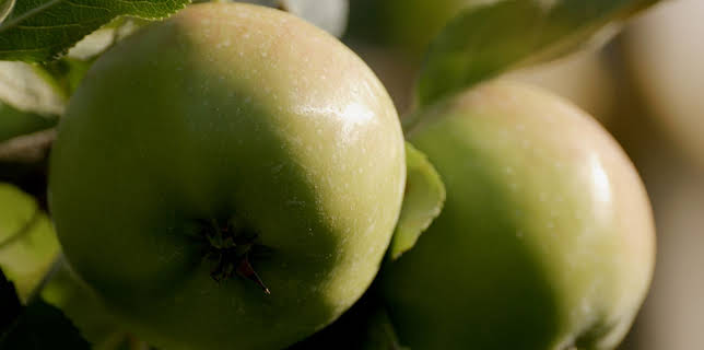 13:20: Apfelwiesen und Wildnis: Das Alte Land an der Elbe | 3SAT | 2/2 2026