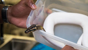 13:05: The Vet Life (S2 E14) (S2) | Animal Planet | 4/1 2026