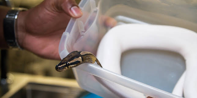 03:00: The Vet Life (S2 E14) (S2) | Animal Planet | 10/31 2025