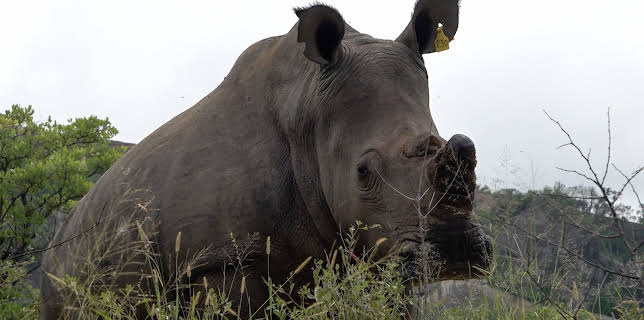 13:50: Team Bachstad i Afrika: Fra store dyr til store ledere | NRK 2 | 11/12 2025