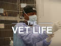 The Vet Life