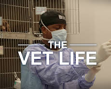 The Vet Life