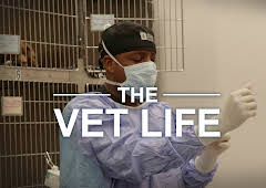 The Vet Life