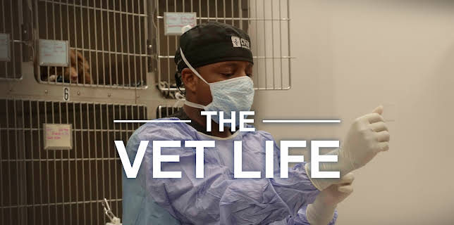 11:10: The Vet Life (S3 E4) (S3) | Animal Planet | 8/18 2025