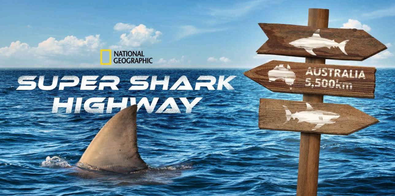 Super Shark Highway