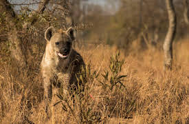 Predators Up Close with Joel Lambert: Episode 4