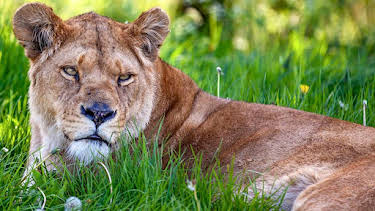 8:30 AM: Animal Park | BBC One Wales | 4/3 2026