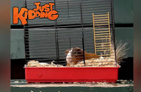 Just Kidding: Farting Guinea Pig