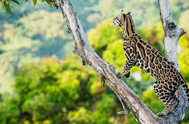 Super Cats, Season 1: Cats in Every Corner