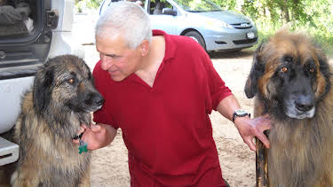 17:00: Dogs 101 (S3 E12) (S3) | Animal Planet | 12/25 2025