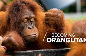 Becoming Orangutan S1: A Wild Education