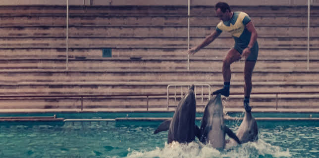 Den sista delfinkungen (2022)