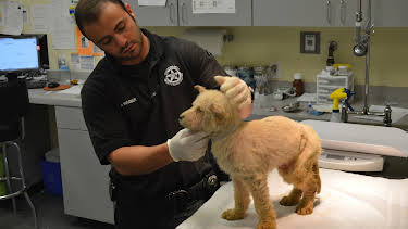 10:20: Animal Cops Houston (S19 E4) (S19) | Animal Planet | 4/10 2026