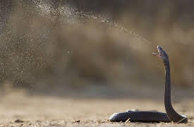 Animal Armory Season 1: Spits Stings