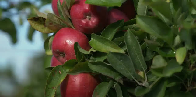 17:15: Rund um den Michel | NDR Fernsehen | 11/22 2025