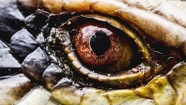 15:55: Verborgen im Dschungel - Geheimnisse aus der Vergangenheit | Kabel Eins Doku | 4/17 2026