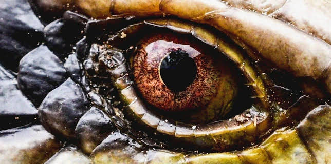 07:15: Verborgen im Dschungel - Geheimnisse aus der Vergangenheit | Kabel Eins Doku | 1/8 2026