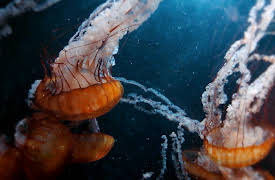 Race of Life: Underwater Preys Defenses