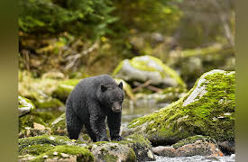 Outdoor Fundamentals: Everything You Need to Know to Stay Safe: Basics for Wilderness Safety