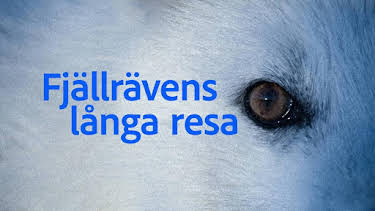09:10: Fjällrävens långa resa | SVT2 | 4/2 2026