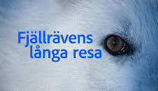 Fjällrävens långa resa - syntolkat