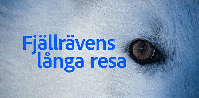 09:00: Fjällrävens långa resa | SVT2 | 4/2 2026