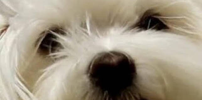 06:00: ¿Cómo lo hacen? Mundo animal: Cantos de ballena y caninos geniales | Discovery Max | 3/22 2026