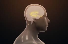 Science of Drugs With Richard Roxburgh: The Stimulants