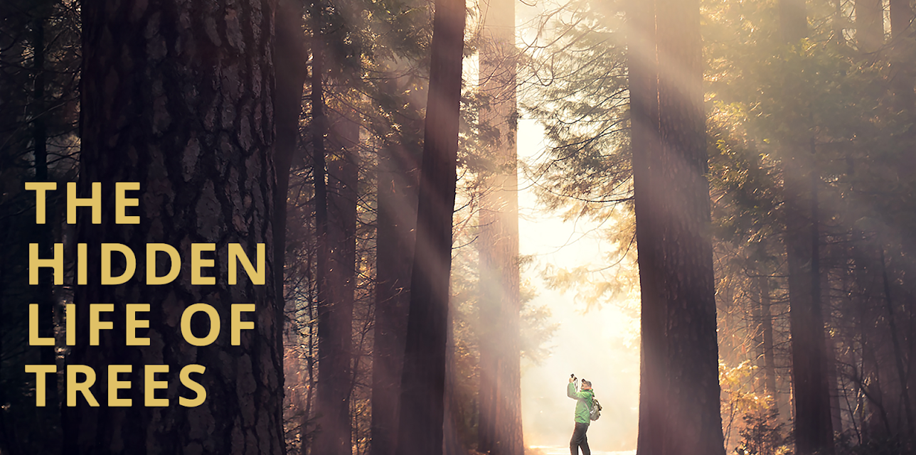 The Hidden Life of Trees (2021)