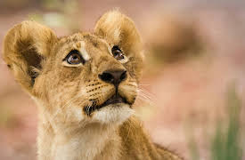 I Was Prey: Episode 4