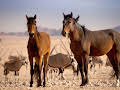 Afrikas Wilder Westen - Namibias Wüstenpferde