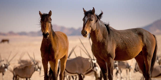 16:45: Afrikas Wilder Westen - Namibias Wüstenpferde | 3SAT | 12/6 2025