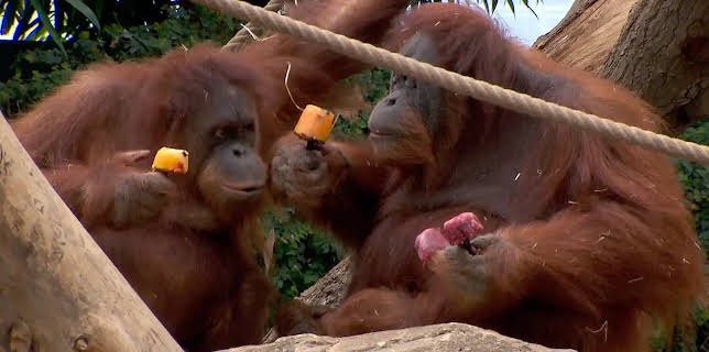 11:40: Leopard, Seebär & Co. | NDR Fernsehen | 11/21 2025