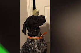 Furry Funnies: Animal & Pet Videos: Funniest Dogs (Volume 39)