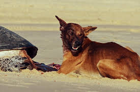 Australia's Most Terrifying: Episode 2