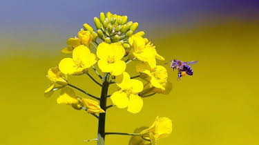 13:25: Vom Ahorn bis zur Zwiebel | ARD Alpha | 3/31 2026