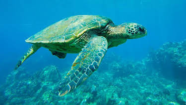 04:40: Documental  Lugares Indomitos. La Gran Barrera De Coral | LA 2 | 3/28 2026