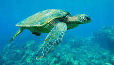 Grandes Documentales Lugares Indomitos. La Gran Barrera De Coral