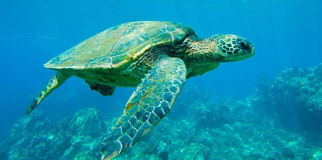 02:20: Documental Lugares Indomitos. La Gran Barrera De Coral | LA 2 | 3/25 2026