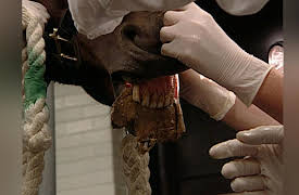 Campus Vets: Campus Vets - Season 1, Episode 2 - From The Horse's Mouth