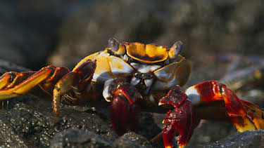 6:00 PM: Blue Planet (S2 E6) (S2) | Yesterday | 1/11 2026