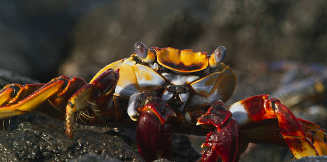 5:00 PM: Blue Planet (S2 E6) (S2) | Yesterday | 1/11 2026